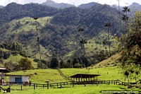 Valle de Cocora en Salento, los verdes cerros y pastos. Colombia, Sudamerica.