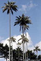 As palmeiras de cera se erguem acima do horizonte em Valle de Cocora, em Salento. Colômbia, América do Sul.