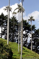 Vista espetacular de altas palmeiras de cera no grande vale de Cocora em Salento. Colômbia, América do Sul.