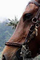 Perto de um cavalo marrom, um cavalo amigável, transporte no vale Cocora em Salento. Colômbia, América do Sul.