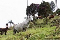 Grupo de cavalos curiosos nas colinas do vale Cocora em Salento. Colômbia, América do Sul.