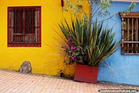 2 houses, yellow and blue, separated by a plant with magenta flowers, La Candelaria, Bogota. Colombia, South America.