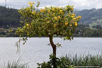 Ao lado do Lago Sochacota em Paipa, uma pequena árvore com flores amarelas começa a vida. Colômbia, América do Sul.