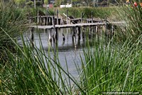 Versión más grande de Muelle de madera vieja y pasarela sobre el lago en Paipa entre las cañas verdes.