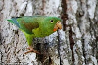 O periquito verde come de um tronco de árvore no parque do rio em Monteria. Colômbia, América do Sul.
