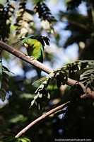 Periquito atrevido em uma árvore no Parque Ronda del Sinu, Monteria. Colômbia, América do Sul.