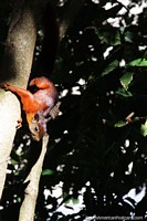 Larger version of Squirrel, very fast and good climbers, Parque Ronda del Sinu in Monteria.
