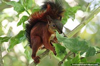 Esquilo no alto de uma árvore dá uma mordida para comer, o parque do rio em Monteria. Colômbia, América do Sul.