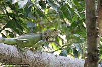 ¿Lagarto verde grande o una iguana bebé? Parque Ronda del Sinu, Monteria. Colombia, Sudamerica.