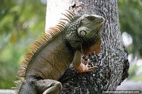 Esta iguana se ve un poco diferente a las otras, Parque Ronda del Sinu, Montería. Colombia, Sudamerica.