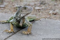 Os iguanas são os reis do parque e da área do rio em Monteria. Colômbia, América do Sul.