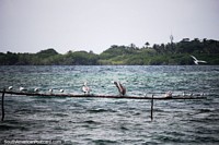 Pelican and other sea birds sit on a bamboo log above the sea at Tintipan Island. Colombia, South America.