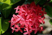 Pétalas e flores de rosa, o clima tropical incentiva a bela flora da Ilha Tintipan. Colômbia, América do Sul.