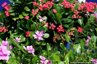Versão maior do Jardins de flores e natureza para desfrutar nas baías ao redor da Ilha Tintipan.