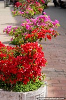 Flowers in beautiful bright colors, see them all around Mompos.