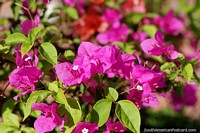 Versão maior do Pétalas de rosa finas como papel, flores e natureza em Mompos.