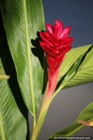 Con grandes hojas verdes, esta exótica flor roja prospera junto al río en Mompos. Colombia, Sudamerica.