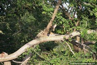 Versão maior do Observe iguanas nas árvores durante um cruzeiro no rio em Mompos.