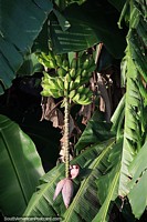 Bunch of bananas weighed down by a purple bomb in nature beside the river in Mompos. Colombia, South America.