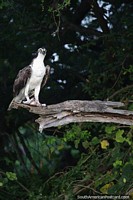 Versão maior do Falcão cinza e branco em uma árvore acima do rio em Mompos, observação da natureza.