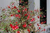 Colombia Photo - Brighten the streets with amazing flowers and plants in Mompos, I see red.