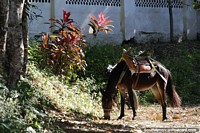 Cavalo castanho descansa e come com a natureza em Minca. Colômbia, América do Sul.