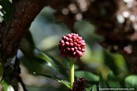Versión más grande de Como una frambuesa roja, una interesante planta y flor en Minca.