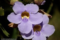 Larger version of Pair of purple flowers with yellow interior, Minca is a good place to explore nature.