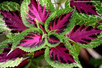 Larger version of Green leaves with pink interior and nice texture, colorful flora in Minca.