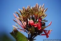 Grande variedade de botões de flores alcançam o céu azul de Minca. Colômbia, América do Sul.
