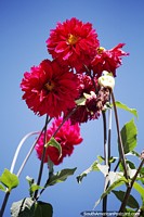 Larger version of Huge red roses stand tall in Minca, home of colorful flora.