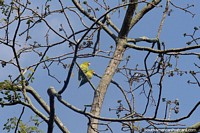 Pair of parakeets high in the trees at the river in Neiva. Colombia, South America.