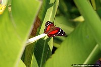 Versión más grande de Mariposa, roja, marrón y negra con manchas blancas, ribera, Neiva.
