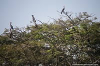 River birds sit high in the trees above the Magdalena River in Neiva. Colombia, South America.
