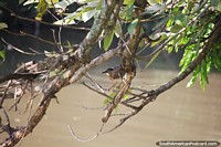 Pássaro camuflado na árvore, em busca de comida, à beira-rio em Neiva. Colômbia, América do Sul.