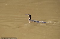 Versão maior do Um pássaro do rio nas águas do rio Magdalena em Neiva.