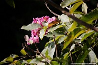 Versión más grande de Los pétalos de rosa arrugados comienzan a florecer al sol junto al río en Neiva.