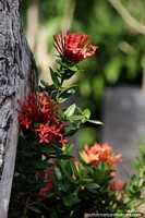 Versión más grande de Hermosa planta roja crece junto al tronco de un árbol junto al río en Neiva.