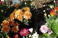 Versión más grande de Tupidas flores anaranjadas en Neiva, donde el clima hace florecer la flora.