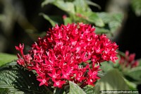 Larger version of Delicate red flower with white tips and fine hairs, the flora in Neiva.