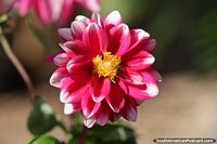 Versão maior do Os insetos coletam o pólen do centro de uma flor rosa em Neiva.