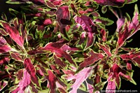 Maraña de hojas de formas aleatorias, como una telaraña, rosa y verde, Neiva. Colombia, Sudamerica.
