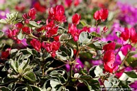 Versão maior do Um jardim de folhas vermelhas e roxas, bela flora em Neiva.