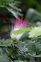 Versão maior do Flor em forma de pincel com longos cabelos rosa e brancos na margem do rio em Neiva.