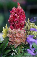 Flor densamente formada, muito exótica, variedade vermelha e laranja encontrada em Neiva. Colômbia, América do Sul.