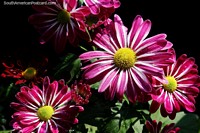 Versión más grande de Delicadas flores rosadas y blancas con interior amarillo que se encuentran en los jardines de Neiva.