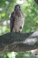 Versión más grande de Águila se sienta en una rama baja junto al río en Neiva, preparándose para volar.