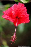 Tallo delicado y punta de una flor roja brillante en Florencia. Colombia, Sudamerica.