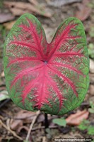 Large green leaf with pink interior and veins in Florencia. Colombia, South America.
