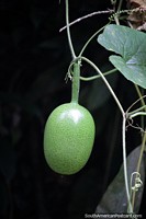 Green melon hangs from a tree in Florencia, exploring nature around the city. Colombia, South America.